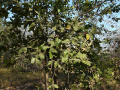 Buchanania lanzan Almondette, Charoli Nut Buchanania lanzan Almondette, Charoli Nut